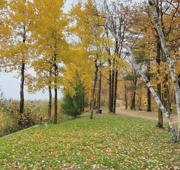 Campsite 2 large open flat site with trees